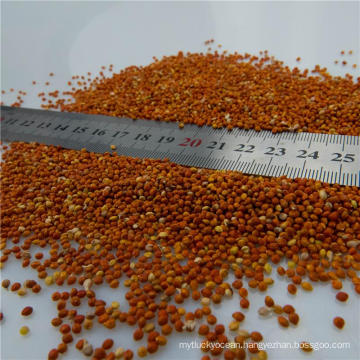 good quality Red Millet in Husk red millet for bird feeds